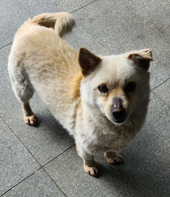 함안군유기동물보호소_448540202300115